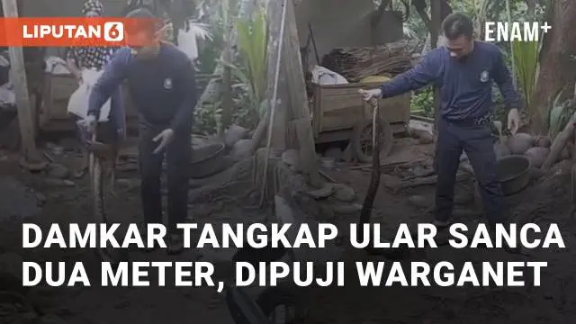 VIDEO: Damkar Tangkap Ular Sanca Dua Meter Di Lebakparahiang, Banjir Pujian Warganet