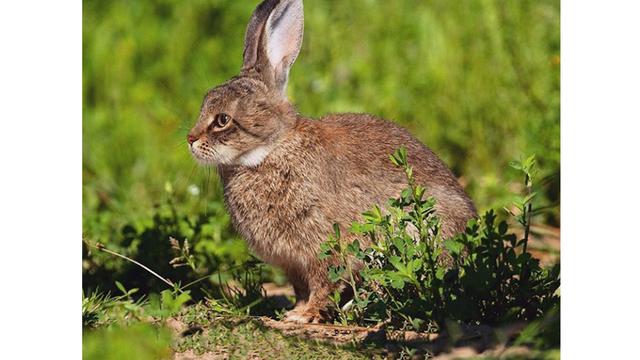 Begini Rupa Kucing Jadi Hewan Lain