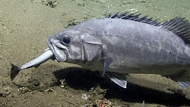 Ikan Laut Dalam