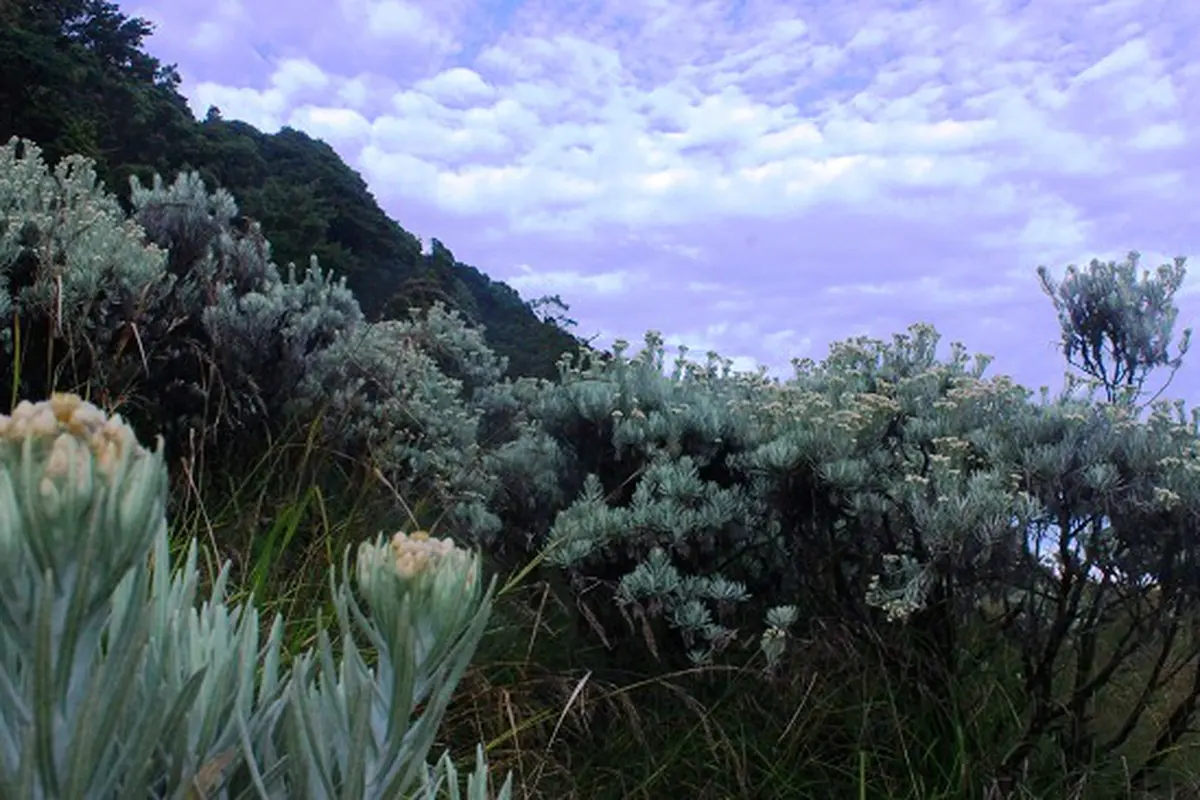 Taman Nasional Gunung Gede - Pangrango