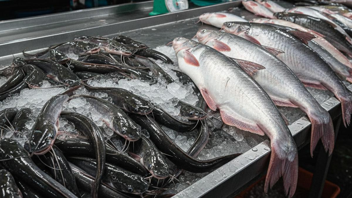 Perbandingan Ternak Ikan Lele dan Patin: Mana yang Lebih Menguntungkan Dibudidaya?