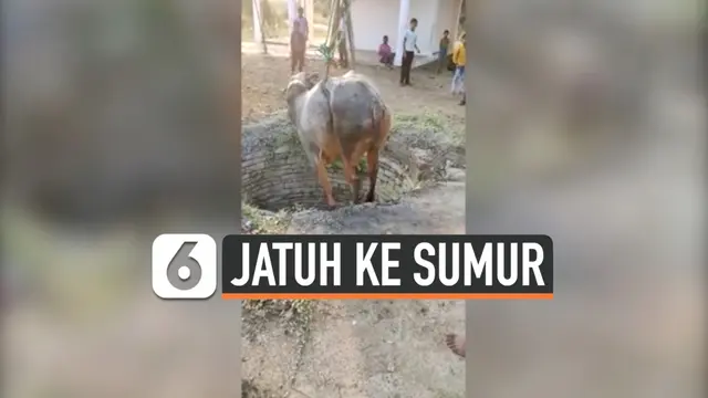 SAPI JATUH