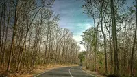 Kawasan jalur Jurang Tangis di hutan Taman Nasional Baluran Situbondo (Istimewa)