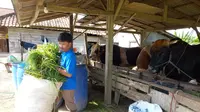 Sempat Ragu, Peternak Madura Lepas Sapinya untuk Kurban Presiden Prabowo