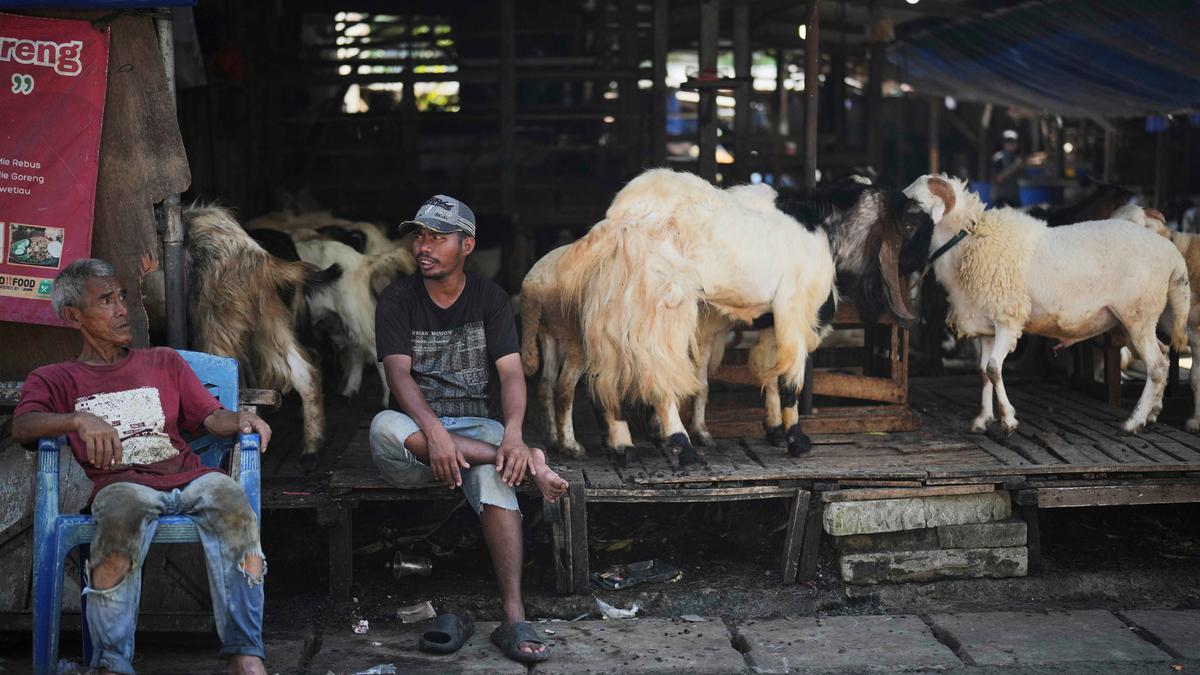 Kementan Pastikan Stok Hewan Kurban Idul Adha 2026 Aman