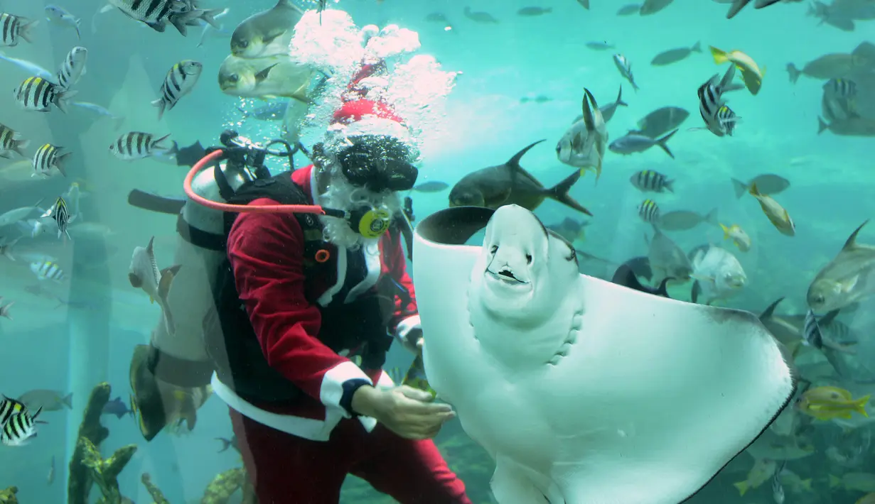 Penyelam mengenakan pakaian Sinterklas berenang dengan ikan dalam akuarium di Koral Restaurant, Sawangan, Nusa Dua, Bali, Kamis (23/12/2021). Restoran yang menjadi bagian dari hotel The Apurva Kempinski Bali ini menawarkan pengalaman bersantap di akuarium bawah air yang elegan. (SONY TUMBELAKA/AFP)