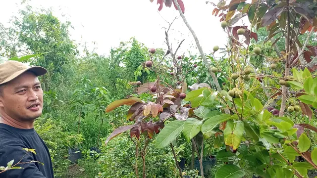 Budidaya Tabulampot Berbuah Lebat