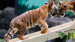 Dua ekor bayi kembar harimau China Selatan tampak sedang bermain di Taman Safari Chimelong di Guangzhou, ibu kota Provinsi Guangdong, China selatan, pada 28 September 2020. Keduanya, yang lahir pada 7 Juni, merayakan 100 hari kelahiran mereka pada Senin (28/9). (Xinhua/Huang Guobao)