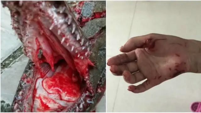 Ngeri, Bocah Digigit Mahluk Mengerikan Saat Memberi Makan Ikan