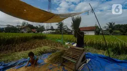 Panen padi masih terbatas di sejumlah daerah di Indonesia. (merdeka.com/Arie Basuki)