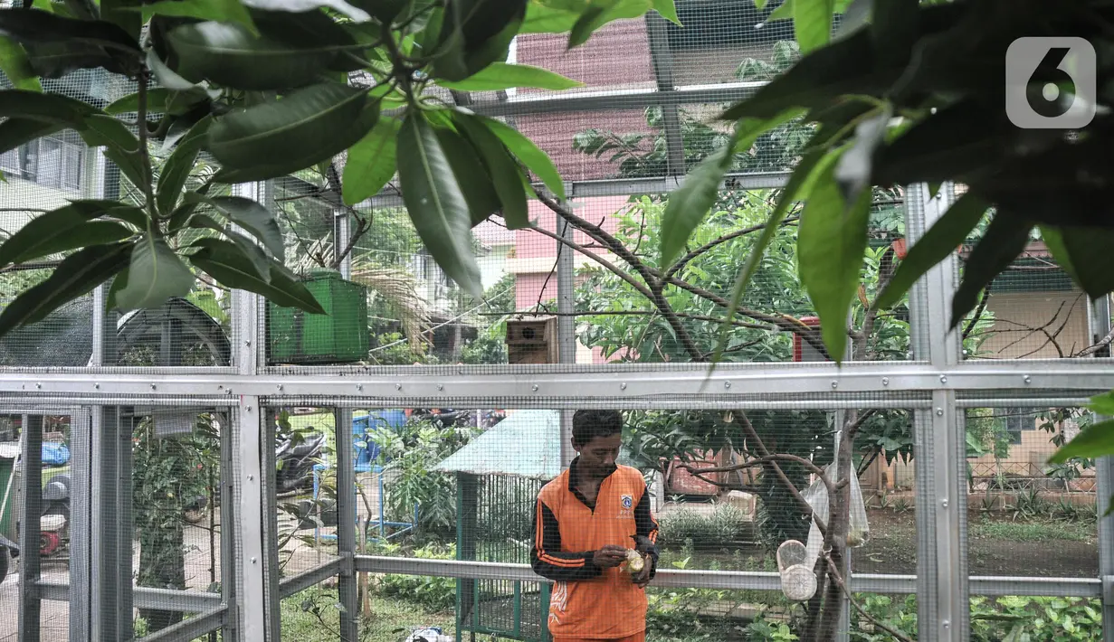 Acong (53), seorang petugas PPSU Kelurahan Klender saat memberi pakan burung yang dipelihara di halaman Kantor Kelurahan Klender, Jakarta Timur, Rabu (15/6/2022). Berawal dari hobi, Acong bersama rekan PPSU Kelurahan Klender menyulap lahan kosong menjadi sangkar burung kicau sebagai upaya mempercantik lingkungan.  (merdeka.com/Iqbal S. Nugroho)