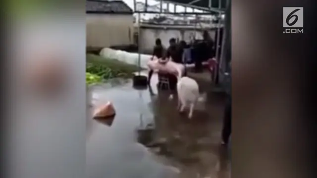 Beginilah aksi seekor babi ketika menyelamatkan temannya yang akan disembelih para penjagal