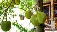 6 Cara Menanam Nangka di Pot untuk Pemula, Pakai Tips Ini Jika Ingin Berbuah Lebat dan Manis