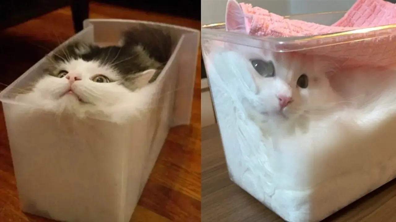 Potret 6 Kucing Dengan Tingkah Bak Benda Cair, Lentur Banget