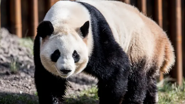 Panda di Kebun Binatang Kopenhagen
