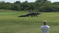 Seekor buaya berukuran besar tampak berjalan santai di arena kursus golf Bufallo Creek di Palmetto, Florida.