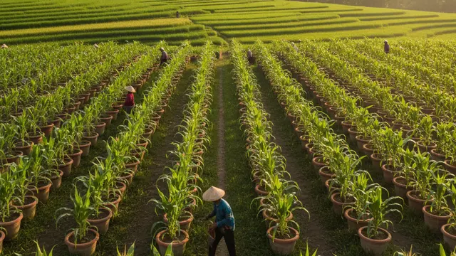 jagung pot