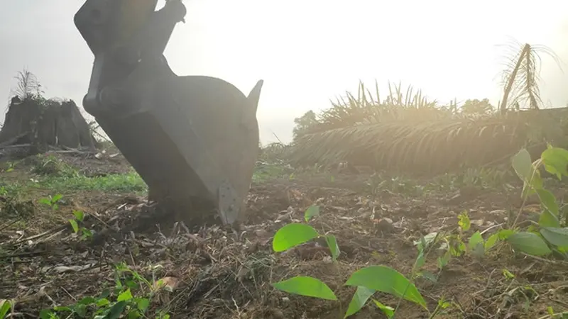 Alat berat yang digunakan petugas untuk menumbangkan pohon sawit dalam eksekusi lahan di Desa Gondai.