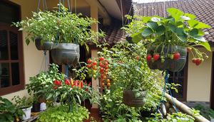 Kebun Sayur di Pot Gantung/Inspirasi Desain Taman Edible Garden Buah dan Sayur di Rumah (Sumber: gemini.com)