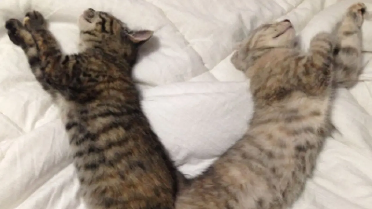 kucing