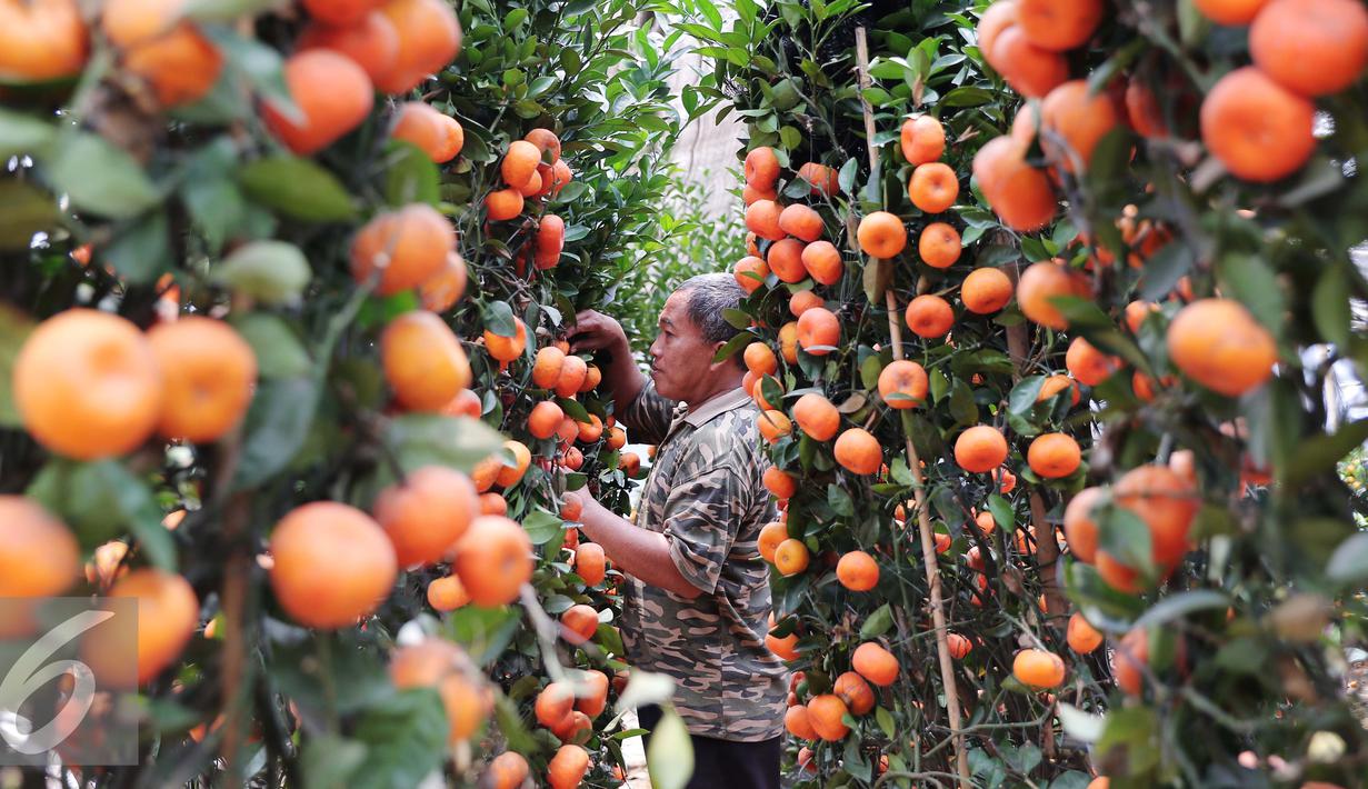 Seorang pedagang berada di kebun jeruk jenis Kumquat dan Chusa yang di impor dari Cina di Jakarta, Rabu (27/1). Permintaan Jeruk asal Cina tersebut meningkat 100 % menjelang imlek. (Liputan6.com/Angga Yuniar)