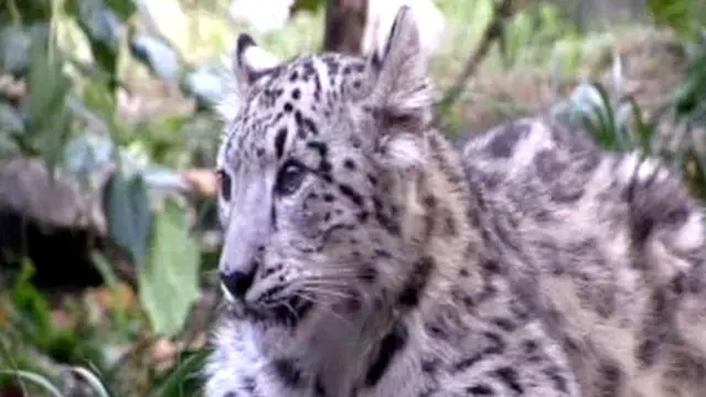 Anak Macan Tutul Salju Nan Lucu dan Menggemaskan