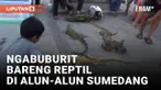 Puluhan Reptil Hibur Masyarakat yang Ngabuburit di Alun-alun Sumedang