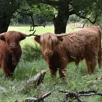 Ilustrasi sapi/kerbau. Sumber foto: unsplash.com/Hannah Hirleman.