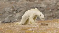 Video beruang kutub kelaparan di Kanada. (Foto: National Geographic)