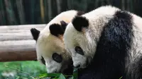 Sulit Sediakan Bambu, Kebun Binatang di Kanada Akan Kembalikan Dua Panda Ke China