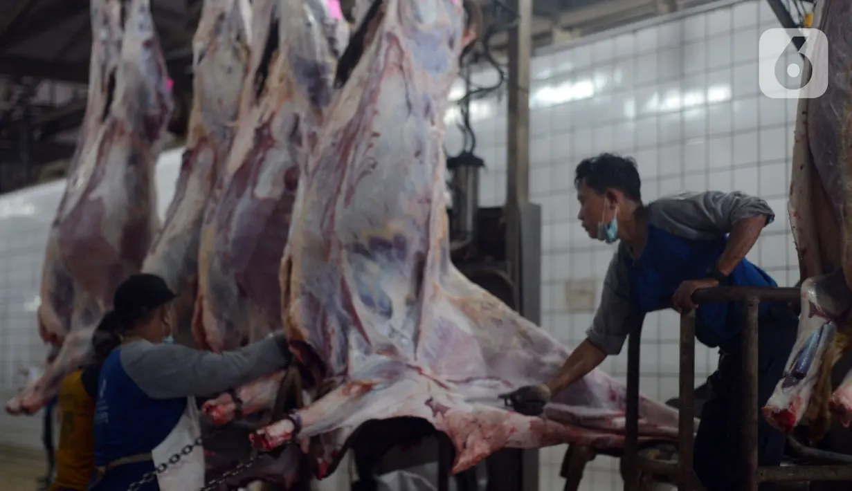 Aktivitas petugas penyembelihan hewan kurban di Rumah Pemotongan Hewan (RPH) Dharma Jaya, Jakarta, Rabu (21/7/2021). Dinama RPH Dharma Jaya menerima pemotongan sebanyak 600 ekor sapi dengan penerapan protokol kesehatan saat penyembelihan dengan tes swab sebelum bekerja.  (merdeka.com/Imam Buhori)