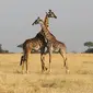 Jerapah, salah satu hewan dengan masa mengandung paling lama . (footage.framepool.com)