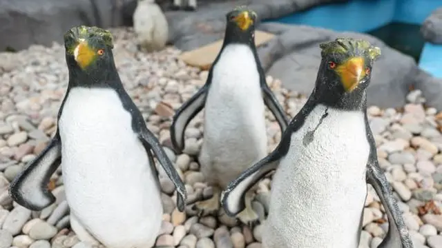 Krisis Penguin, Kebun Binatang Ini Terpaksa Gunakan Burung Plastik