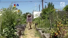 Semakin banyak warga di Amerika Serikat yang mengincar lahan terbengkalai di perkotaan untuk dijadikan kebun. VOA