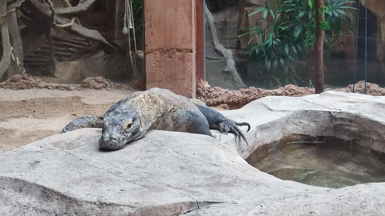 Kementerian Lingkungan Hidup dan Kehutanan (KLHK) memberangkatkan enam ekor komodo dari Lembaga Konservasi Taman Safari Indonesia ke Cagar Alam Wae Wuul, Nusa Tenggara Timur (NTT), Selasa (15/8/2023).