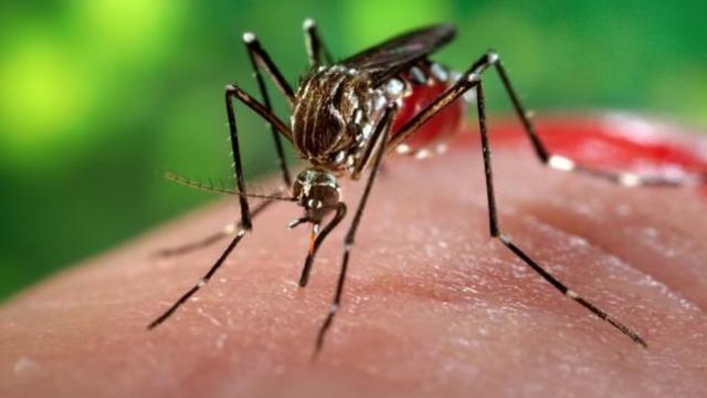 Chikungunya Adalah Flu Tulang, Kenali Gejala dan Penyebabnya