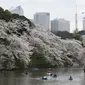 Sejumlah pengunjung naik perahu menikmati keindahan bunga sakura yang mekar sempurna di Chidorigafuchi selama musim semi di Tokyo, Jepang, (4/4). Bunga Sakura merupakan satu keunggulan negara Jepang. (REUTERS/Issei Kato)