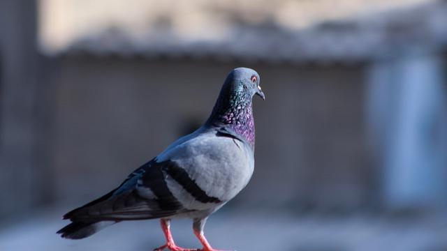 7 Arti Mimpi Burung Merpati, Jadi Pertanda Bertemu Jodoh?