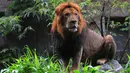 Salah satu koleksi hewan langka yang ada di Taman Safari Indonesia,  Bogor,  (25/12/14). (Liputan6.com/Herman Zakharia)