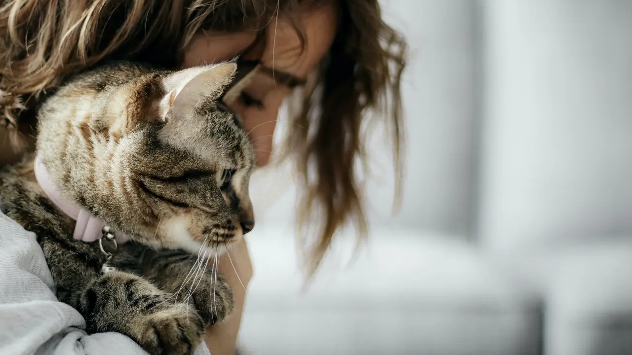 Tidak benar faktanya kucing membuat manusia mandul