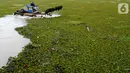 Petugas membersihkan tumbuhan air dengan alat amfibi Truxor di Setu Sawangan Depok, Senin (11/11/2019). Upaya revitalisasi dan normalisasi Setu Sawangan-Bojongsari diharap segera terealisasi agar dapat meningkatkan kunjungan wisatawan dari dalam maupun luar Kota Depok (merdeka.com/Arie Basuki)