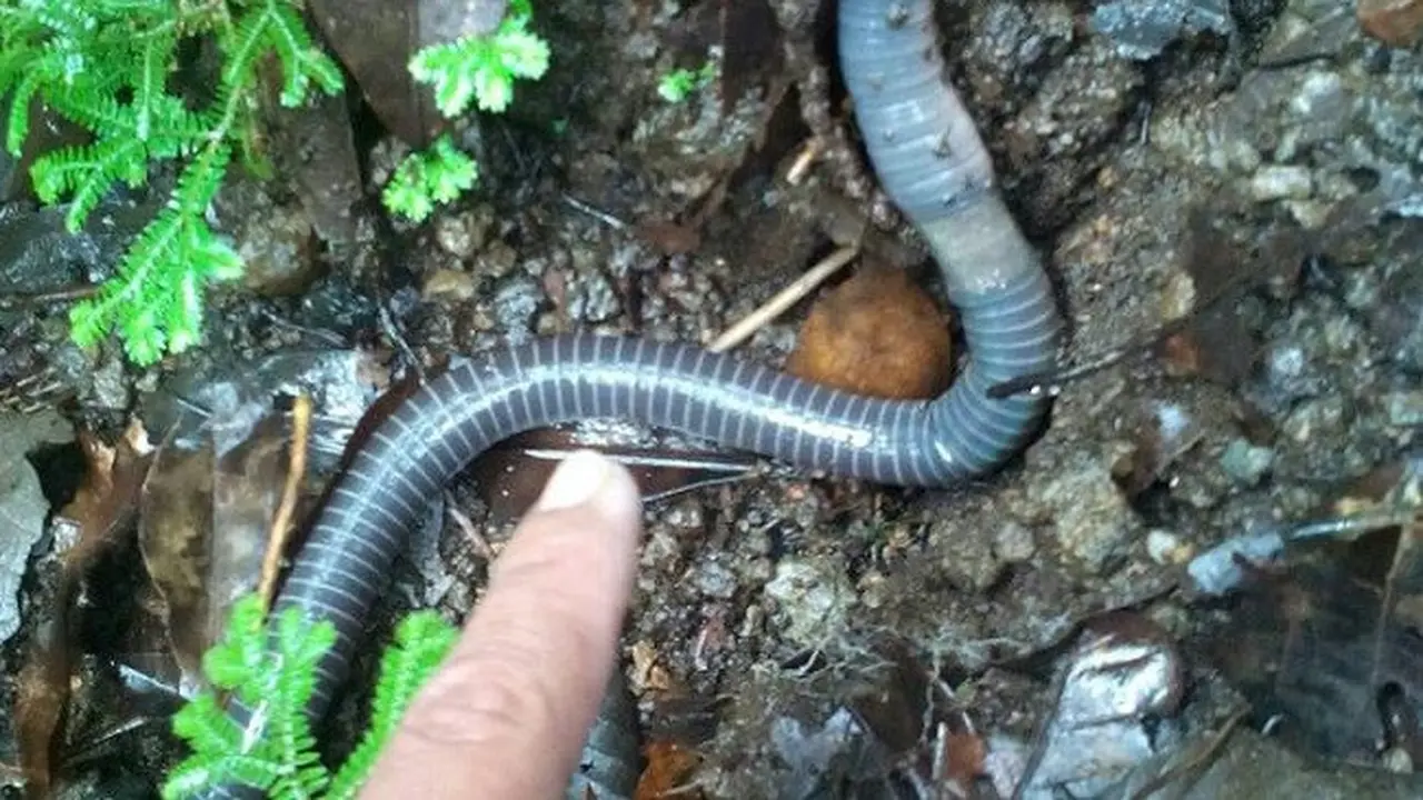 Mengapa Pencari Cacing Sonari di Gede Pangrango Sampai Dipenjara?