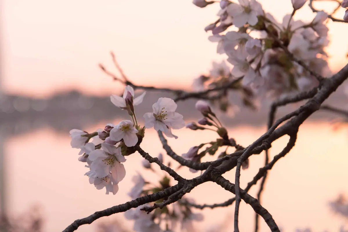 Bunga Sakura