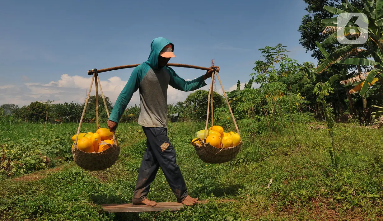Petani membawa buah timun suri hasil panen di lahan garapan kawasan Sawangan, Depok, Minggu (3/4/2022). Timun suri yang biasa diolah menjadi minuman wajib untuk menemani berbuka puasa ini dijual dari harga Rp 9ribu - Rp 20ribu tergantung ukurannya. (merdeka.com/Arie Basuki)