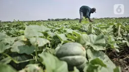 Petani saat memanen blewah di kawasan Babelan, Kabupaten Bekasi, Minggu (18/4/2021). Ilham (45) salah seorang petani mengungkapkan dalam panen 1 hektare lahan mampu menghasilkan total 15 ton blewah dengan harga jual Rp7.000 per kilogram. (merdeka.com/Iqbal S. Nugroho)