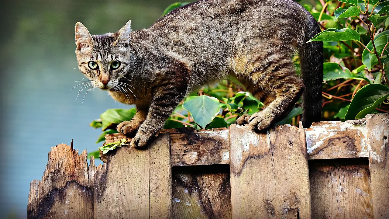 ilustrasi kucing