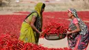 Sejumlah perempuan India bekerja di lahan pertanian cabai merah yang berada di Desa Shertha, dekat Gandhinagar, 25 Maret 2018. Ribuan cabai menciptakan karpet yang menakjubkan berwarna merah. (AP Photo/Ajit Solanki)