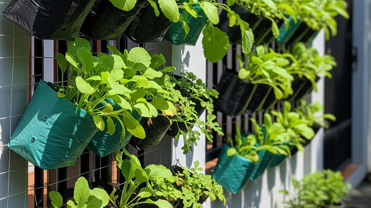 7 Ide Kebun Gantung Sawi-Sawian Hijau untuk Panen Segar, Mengubah Ruang Sempit Jadi Produktif