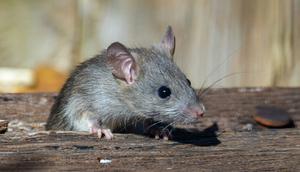 Ilustrasi Tikus. (Unsplash -&nbsp;Joshua J. Cotten)