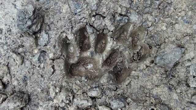 Jejak harimau mangsa ternak warga di Riau